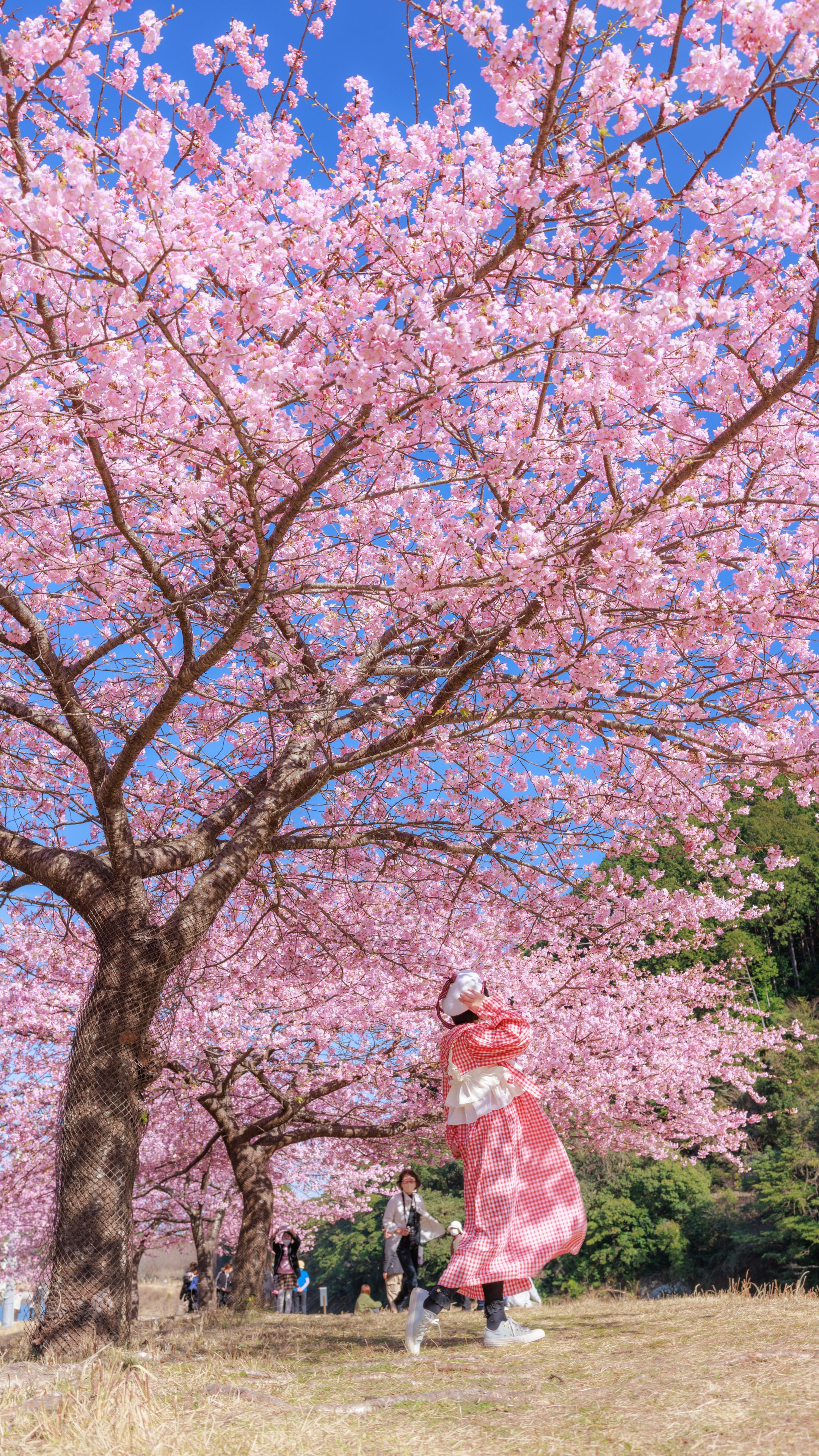 チェックの衣装でお花見(三重県紀北町・種まき権兵衛の里の河津桜)