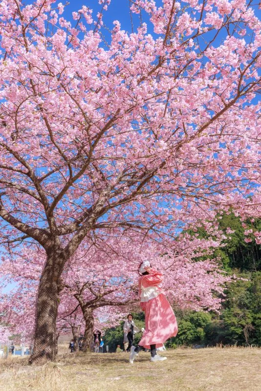 無料スマホ壁紙 チェックの衣装でお花見。AndroidとiPhoneに対応した4K高画質の無料待ち受け画像。三重県紀北町の種まき権兵衛の里の河津桜で撮影したフリー写真素材
