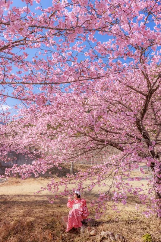 無料スマホ壁紙 青空を河津桜の隙間から覗く。AndroidとiPhoneに対応した4K高画質の無料待ち受け画像。三重県紀北町の種まき権兵衛の里の河津桜で撮影したフリー写真素材