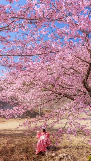 無料スマホ壁紙 青空を河津桜の隙間から覗く。AndroidとiPhoneに対応した4K高画質の無料待ち受け画像。三重県紀北町の種まき権兵衛の里の河津桜で撮影したフリー写真素材