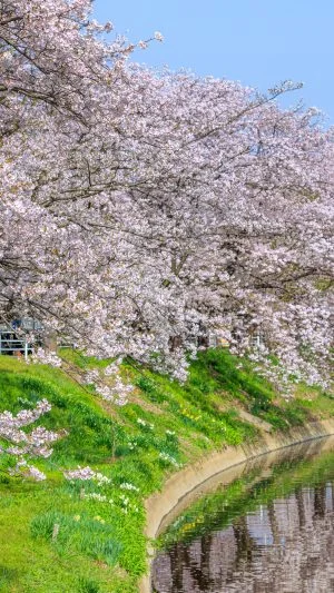 無料壁紙 春爛漫。PCとデスクトップ壁紙に最適な4K高画質の無料壁紙。三重県木曽岬町の鍋田川堤桜並木で撮影したフリー写真素材