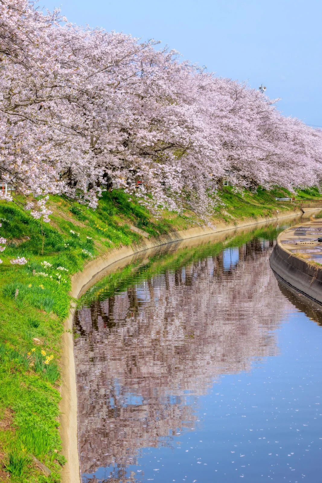 無料スマホ壁紙 桜並木のリフレクション。AndroidとiPhoneに対応した4K高画質の無料待ち受け画像。三重県木曽岬町の鍋田川堤桜並木で撮影したフリー写真素材