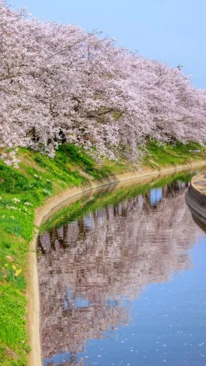 無料スマホ壁紙 桜並木のリフレクション。AndroidとiPhoneに対応した4K高画質の無料待ち受け画像。三重県木曽岬町の鍋田川堤桜並木で撮影したフリー写真素材