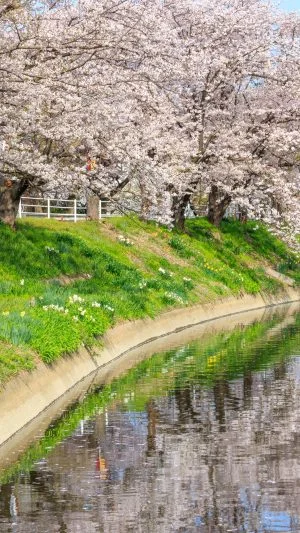 無料壁紙 鍋田川テニスコート近くの桜並木。PCとデスクトップ壁紙に最適な4K高画質の無料壁紙。三重県木曽岬町の鍋田川堤桜並木で撮影したフリー写真素材