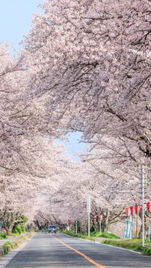 無料壁紙 車道の桜並木。PCとデスクトップ壁紙に最適な4K高画質の無料壁紙。三重県木曽岬町の鍋田川堤桜並木で撮影したフリー写真素材