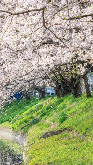 無料壁紙 鍋田川に舞う桜吹雪。PCとデスクトップ壁紙に最適な4K高画質の無料壁紙。三重県木曽岬町の鍋田川堤桜並木で撮影したフリー写真素材