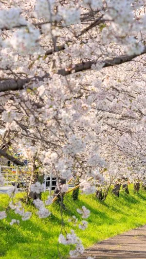 無料壁紙 遊歩道の桜並木。PCとデスクトップ壁紙に最適な4K高画質の無料壁紙。三重県木曽岬町の鍋田川堤桜並木で撮影したフリー写真素材