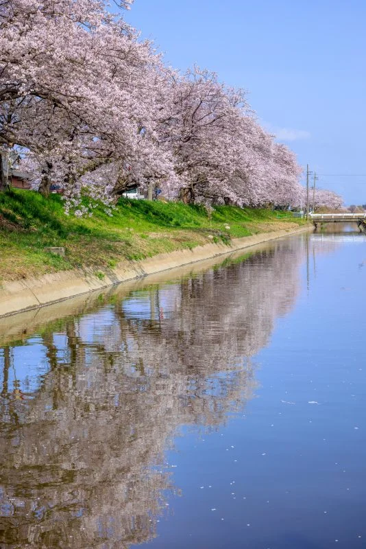 無料スマホ壁紙 鍋田川に映る桜並木と青空。AndroidとiPhoneに対応した4K高画質の無料待ち受け画像。三重県木曽岬町の鍋田川堤桜並木で撮影したフリー写真素材