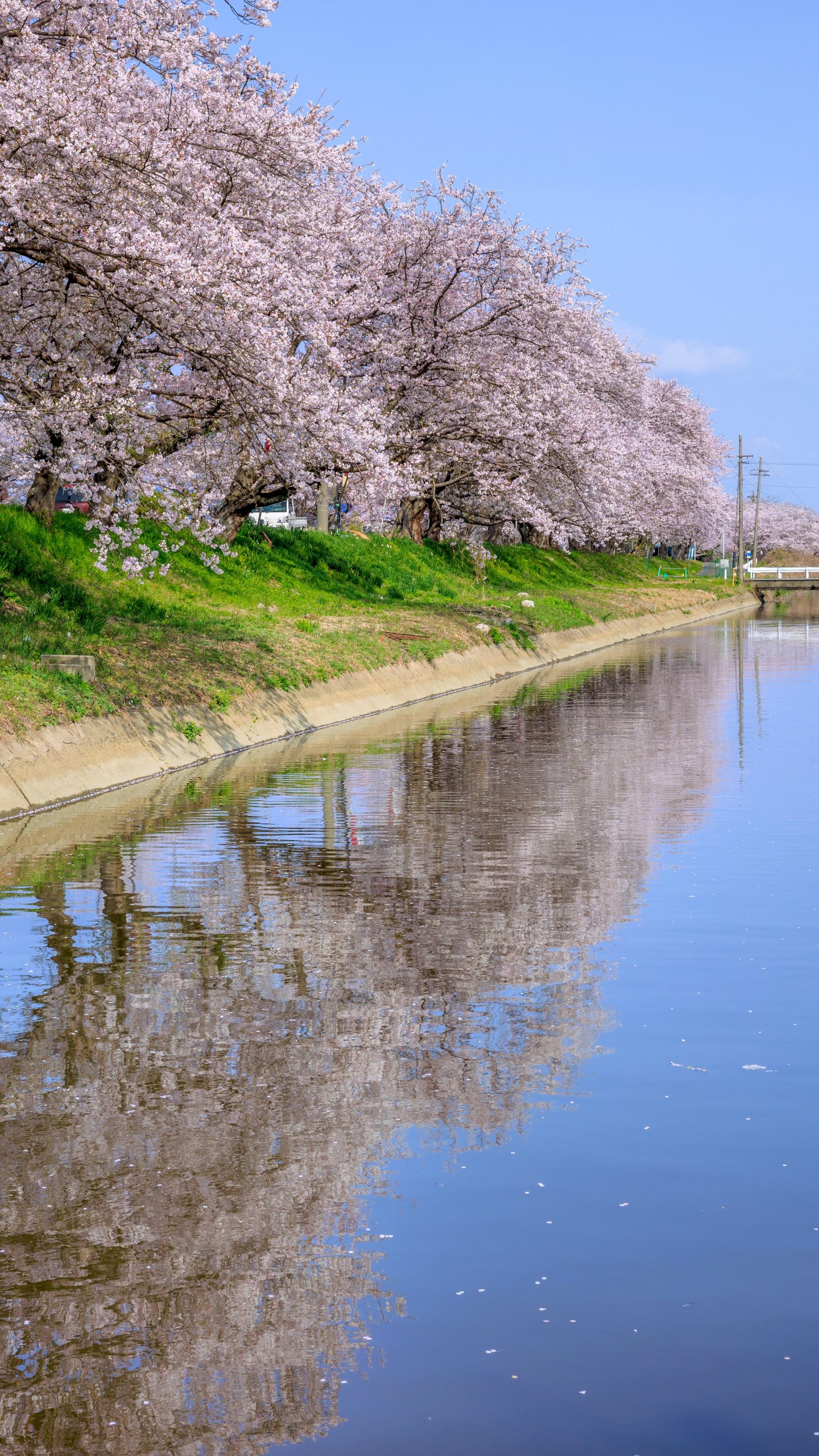 無料スマホ壁紙 鍋田川に映る桜並木と青空。AndroidとiPhoneに対応した4K高画質の無料待ち受け画像。三重県木曽岬町の鍋田川堤桜並木で撮影したフリー写真素材