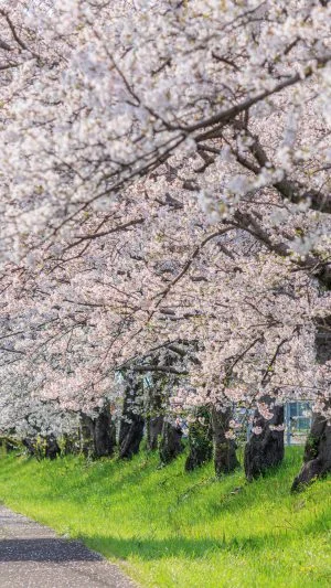 無料壁紙 遊歩道に密集する桜並木。PCとデスクトップ壁紙に最適な4K高画質の無料壁紙。三重県木曽岬町の鍋田川堤桜並木で撮影したフリー写真素材