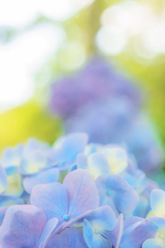 無料スマホ壁紙 パステルカラーのおしゃれな紫陽花。AndroidとiPhoneに対応した4K高画質の無料待ち受け画像。三重県度会町の宮リバー度会パークで撮影したフリー写真素材