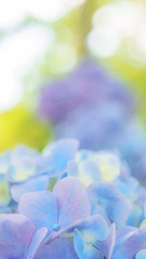 無料スマホ壁紙 パステルカラーのおしゃれな紫陽花。AndroidとiPhoneに対応した4K高画質の無料待ち受け画像。三重県度会町の宮リバー度会パークで撮影したフリー写真素材