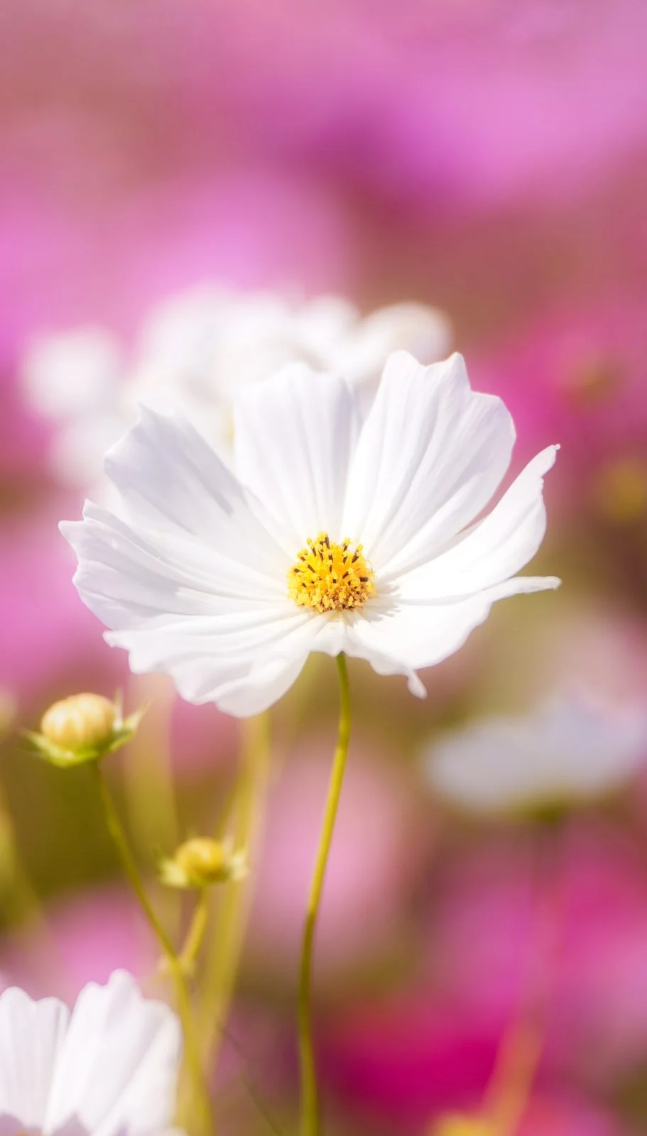 無料スマホ壁紙 幸せの白いコスモス。AndroidとiPhoneに対応した4K高画質の無料待ち受け画像。三重県伊賀市の市部のコスモス畑で撮影したフリー写真素材