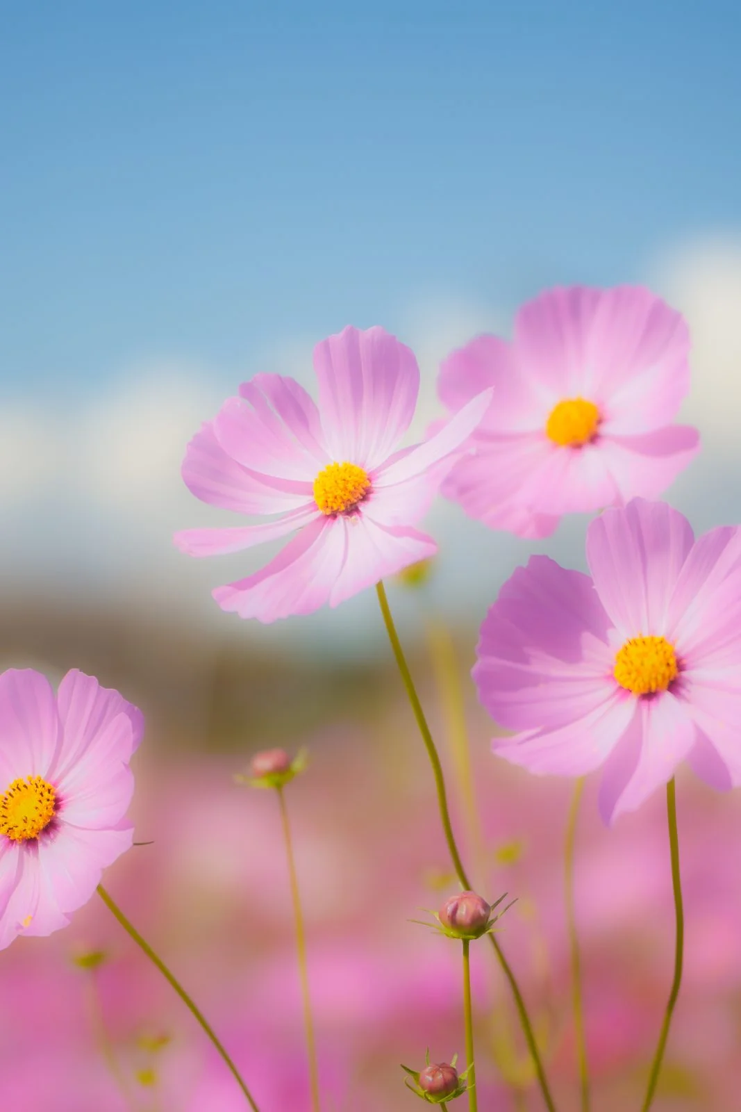 無料スマホ壁紙 青空とコスモス。AndroidとiPhoneに対応した4K高画質の無料待ち受け画像。三重県伊賀市の市部のコスモス畑で撮影したフリー写真素材