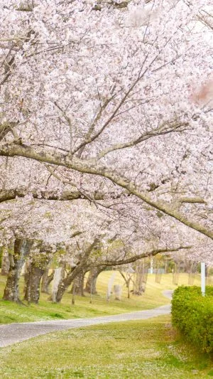 無料壁紙 満開の桜並木。PCとデスクトップ壁紙に最適な4K高画質の無料壁紙。三重県度会町の宮リバー度会パークで撮影したフリー写真素材