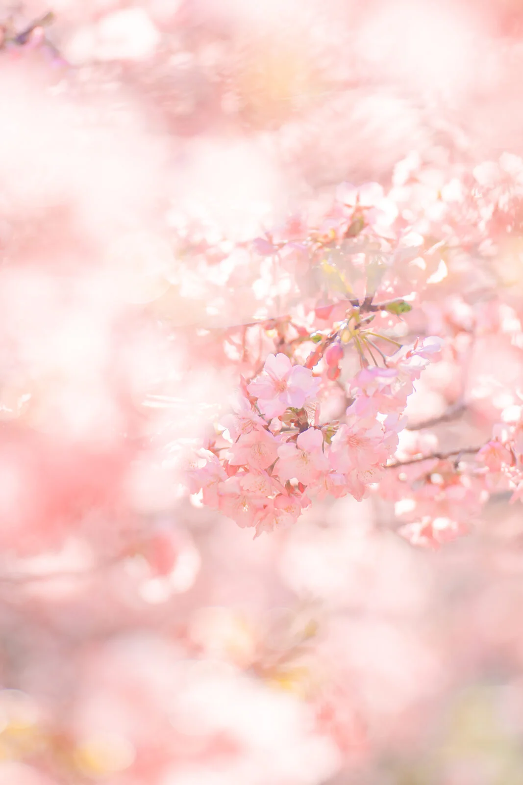 無料スマホ壁紙 河津桜に包まれる世界。AndroidとiPhoneに対応した4K高画質の無料待ち受け画像。三重県志摩市の大慈寺で撮影したフリー写真素材