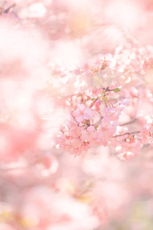 河津桜に包まれる世界