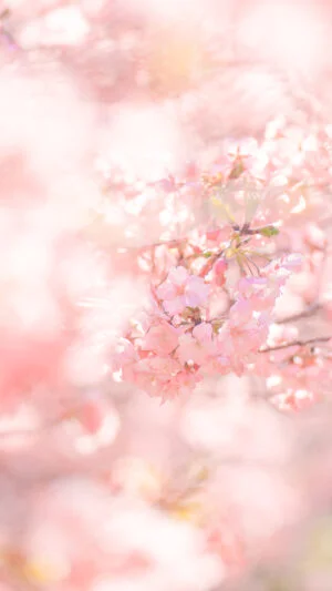 無料スマホ壁紙 河津桜に包まれる世界。AndroidとiPhoneに対応した4K高画質の無料待ち受け画像。三重県志摩市の大慈寺で撮影したフリー写真素材