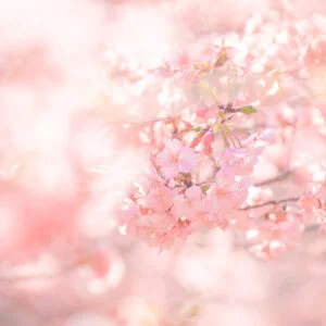 無料スマホ壁紙 河津桜に包まれる世界。AndroidとiPhoneに対応した4K高画質の無料待ち受け画像。三重県志摩市の大慈寺で撮影したフリー写真素材