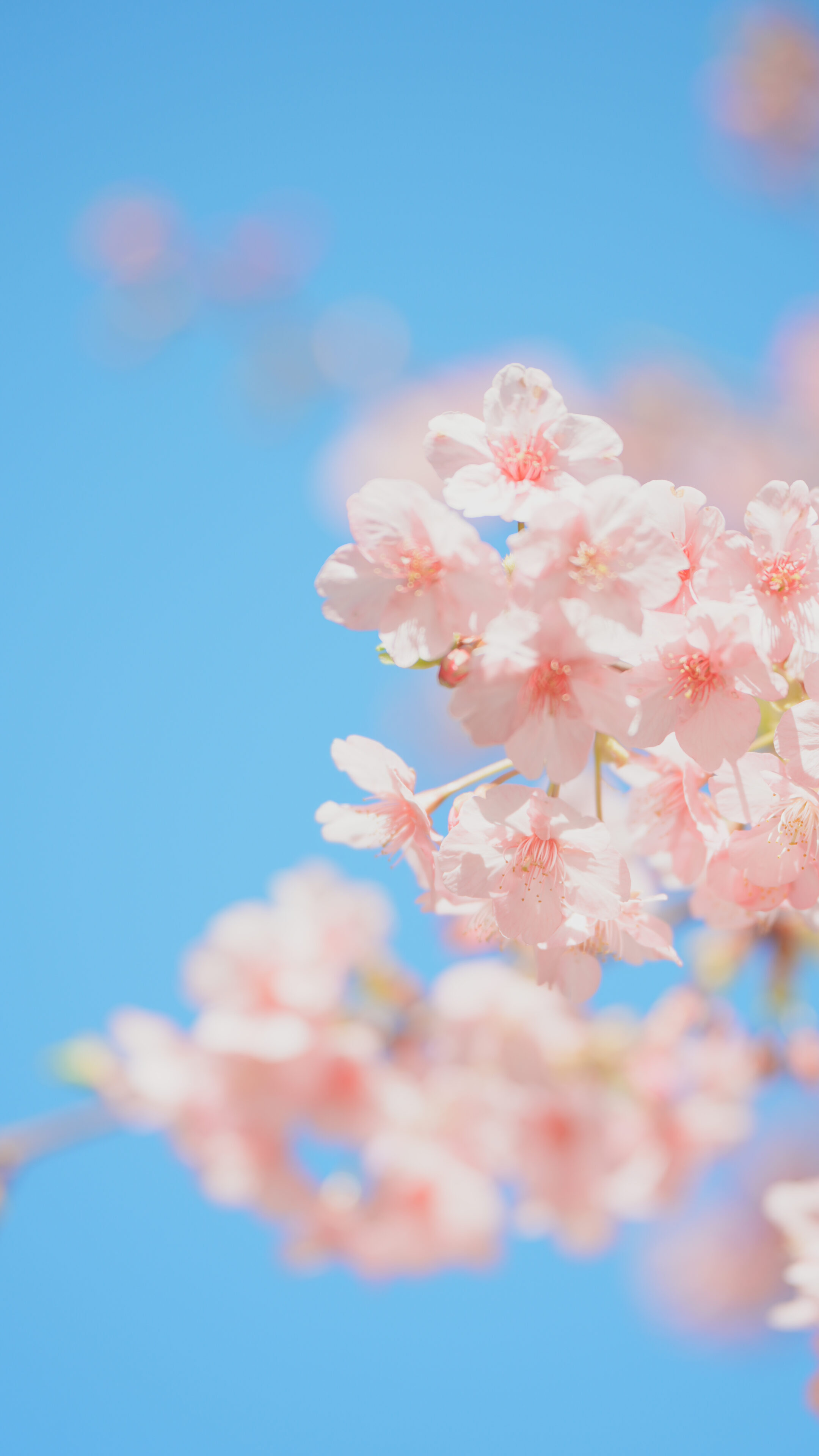 無料スマホ壁紙 淡い青空と河津桜の花びら。AndroidとiPhoneに対応した4K高画質の無料待ち受け画像。三重県志摩市の大慈寺で撮影したフリー写真素材