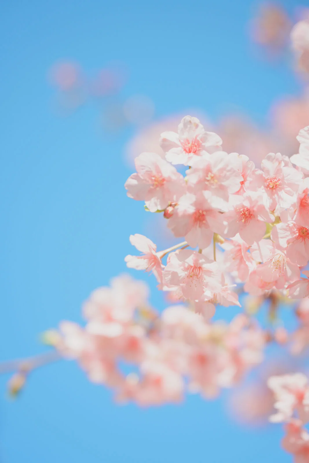 無料スマホ壁紙 淡い青空と河津桜の花びら。AndroidとiPhoneに対応した4K高画質の無料待ち受け画像。三重県志摩市の大慈寺で撮影したフリー写真素材