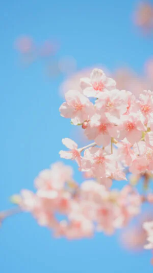 無料スマホ壁紙 淡い青空と河津桜の花びら。AndroidとiPhoneに対応した4K高画質の無料待ち受け画像。三重県志摩市の大慈寺で撮影したフリー写真素材