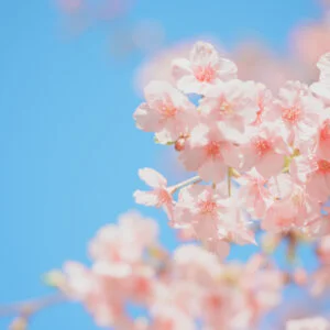 無料スマホ壁紙 淡い青空と河津桜の花びら。AndroidとiPhoneに対応した4K高画質の無料待ち受け画像。三重県志摩市の大慈寺で撮影したフリー写真素材