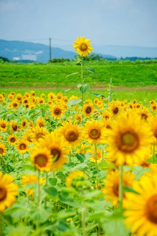 無料スマホ壁紙 この指とまれ。AndroidとiPhoneに対応した4K高画質の無料待ち受け画像。三重県松阪市の夢ファームターチャンのひまわり畑で撮影したフリー写真素材
