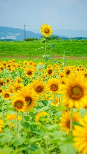 無料スマホ壁紙 この指とまれ。AndroidとiPhoneに対応した4K高画質の無料待ち受け画像。三重県松阪市の夢ファームターチャンのひまわり畑で撮影したフリー写真素材