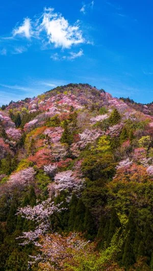 無料壁紙 峠に咲き乱れる山桜。PCとデスクトップ壁紙に最適な4K高画質の無料壁紙。三重県大台町の相津峠の山桜で撮影したフリー写真素材