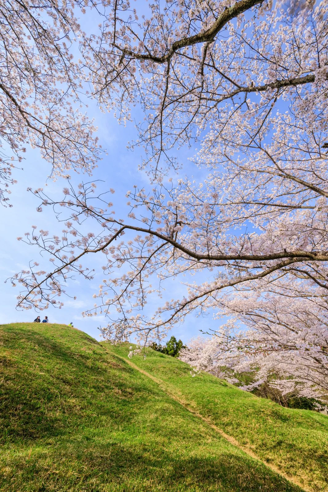 無料スマホ壁紙 古墳でお花見。AndroidとiPhoneに対応した4K高画質の無料待ち受け画像。三重県津市の明合古墳で撮影したフリー写真素材