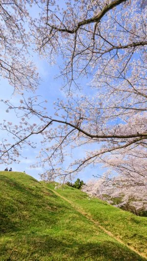 無料スマホ壁紙 古墳でお花見。AndroidとiPhoneに対応した4K高画質の無料待ち受け画像。三重県津市の明合古墳で撮影したフリー写真素材