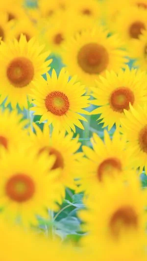 無料スマホ壁紙 ひまわりの密です。AndroidとiPhoneに対応した4K高画質の無料待ち受け画像。三重県玉城町のアスピア玉城で撮影したフリー写真素材