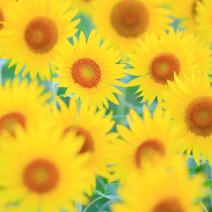 無料スマホ壁紙 ひまわりの密です。AndroidとiPhoneに対応した4K高画質の無料待ち受け画像。三重県玉城町のアスピア玉城で撮影したフリー写真素材