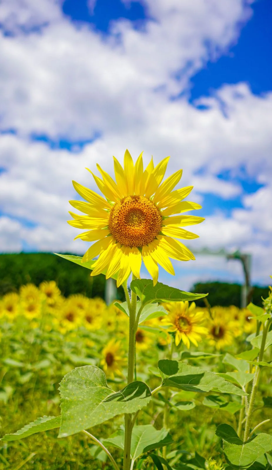 無料スマホ壁紙 こんにちわ。AndroidとiPhoneに対応した4K高画質の無料待ち受け画像。三重県玉城町のアスピア玉城で撮影したフリー写真素材