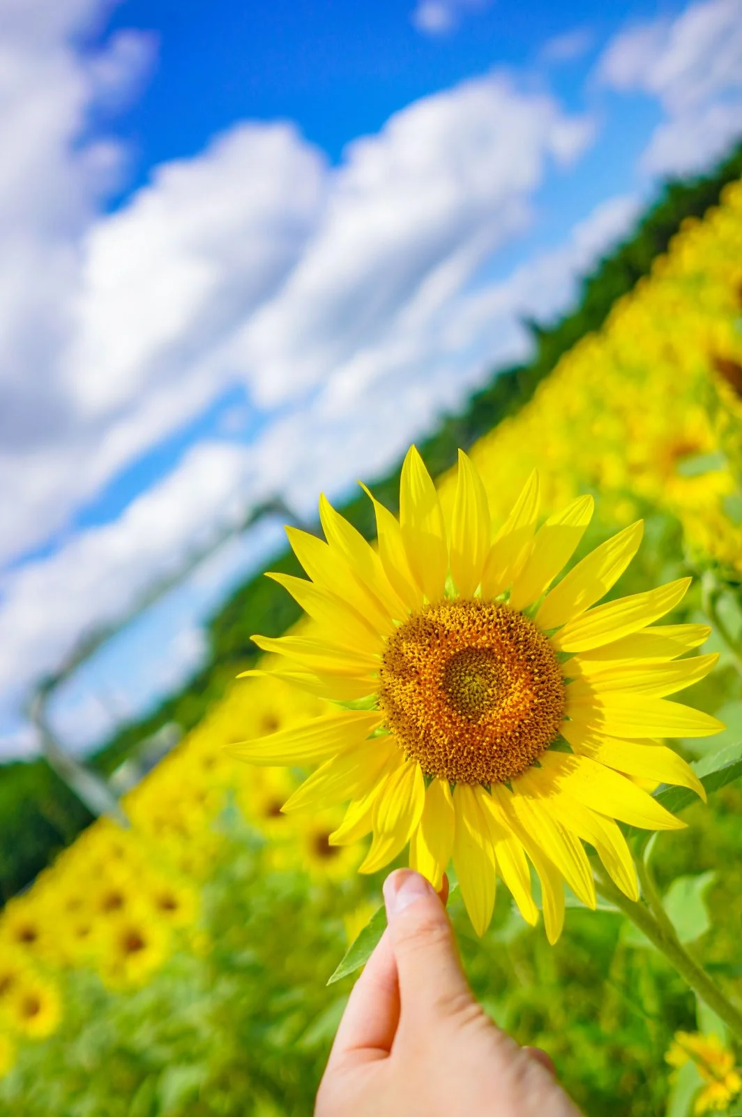 無料スマホ壁紙 ひまわりと握手。AndroidとiPhoneに対応した4K高画質の無料待ち受け画像。三重県玉城町のアスピア玉城で撮影したフリー写真素材
