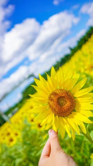 無料スマホ壁紙 ひまわりと握手。AndroidとiPhoneに対応した4K高画質の無料待ち受け画像。三重県玉城町のアスピア玉城で撮影したフリー写真素材