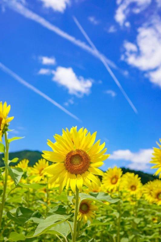 無料スマホ壁紙 一輪のひまわりと飛行機雲。AndroidとiPhoneに対応した4K高画質の無料待ち受け画像。三重県玉城町のアスピア玉城で撮影したフリー写真素材
