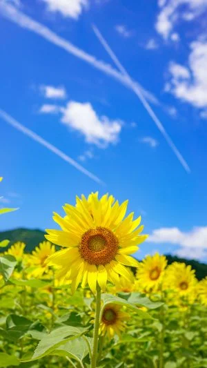 無料スマホ壁紙 一輪のひまわりと飛行機雲。AndroidとiPhoneに対応した4K高画質の無料待ち受け画像。三重県玉城町のアスピア玉城で撮影したフリー写真素材