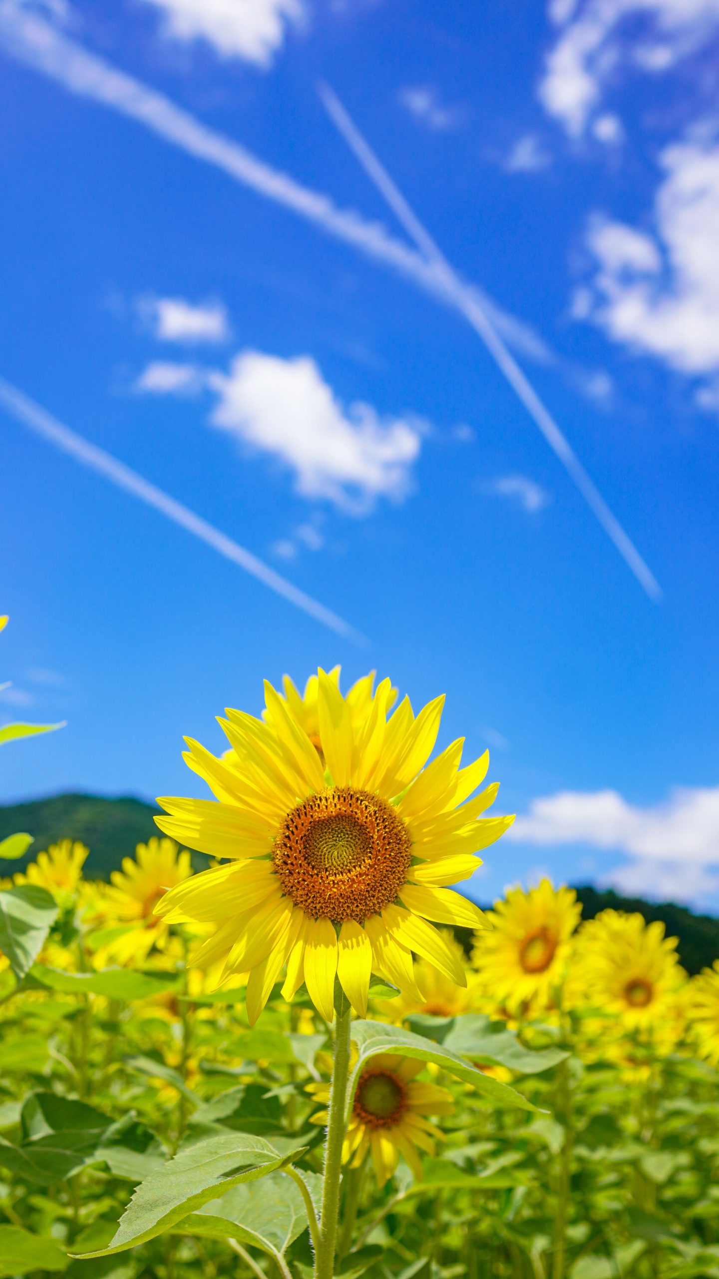 無料スマホ壁紙 一輪のひまわりと飛行機雲。AndroidとiPhoneに対応した4K高画質の無料待ち受け画像。三重県玉城町のアスピア玉城で撮影したフリー写真素材