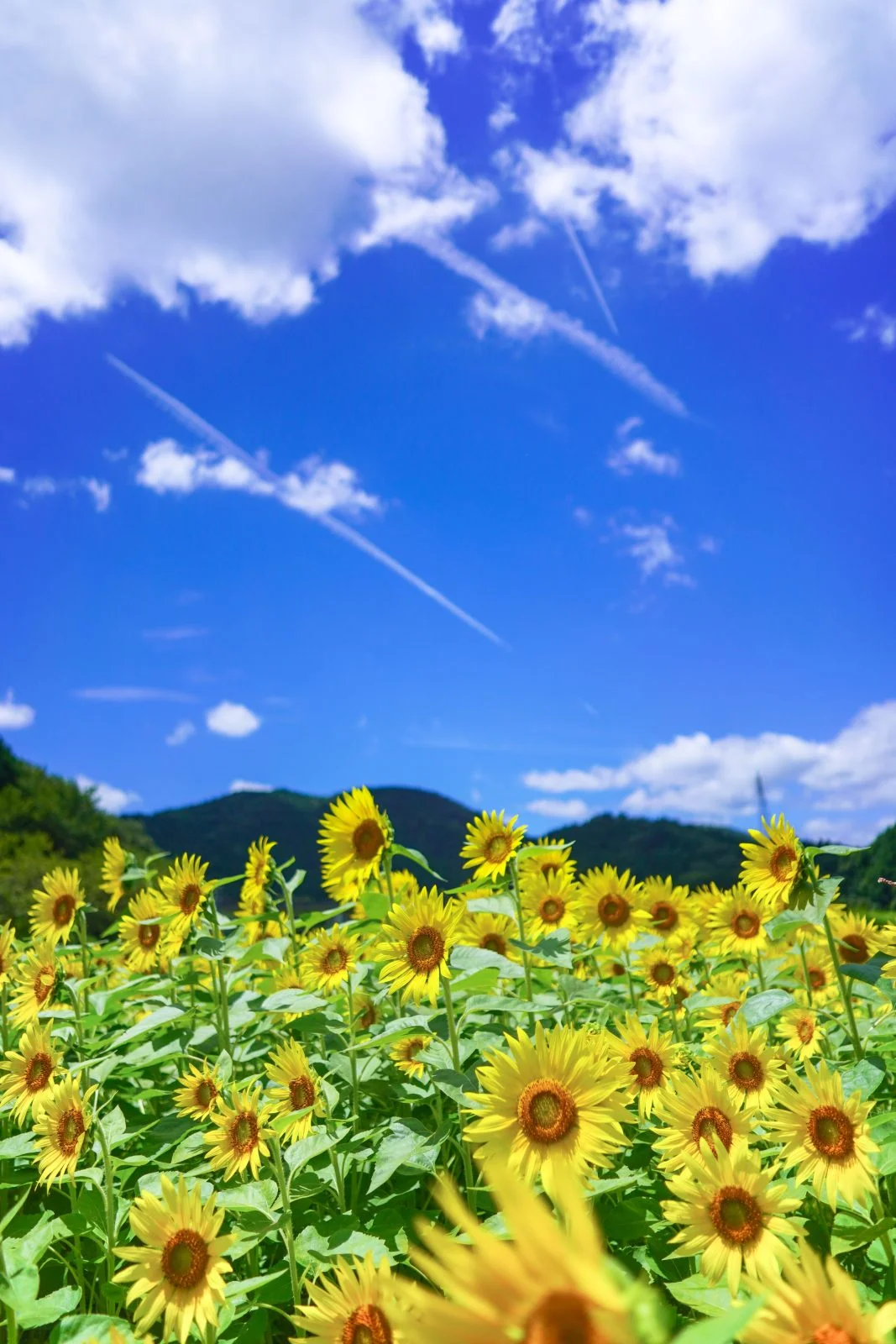 無料スマホ壁紙 ひまわりと飛行機雲。AndroidとiPhoneに対応した4K高画質の無料待ち受け画像。三重県玉城町のアスピア玉城で撮影したフリー写真素材