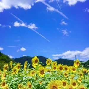 無料スマホ壁紙 ひまわりと飛行機雲