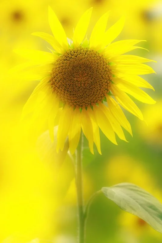 無料スマホ壁紙 黄金に輝くひまわり。AndroidとiPhoneに対応した4K高画質の無料待ち受け画像。三重県玉城町のアスピア玉城で撮影したフリー写真素材