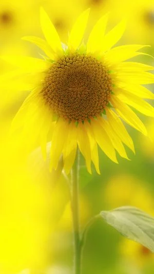 無料スマホ壁紙 黄金に輝くひまわり。AndroidとiPhoneに対応した4K高画質の無料待ち受け画像。三重県玉城町のアスピア玉城で撮影したフリー写真素材