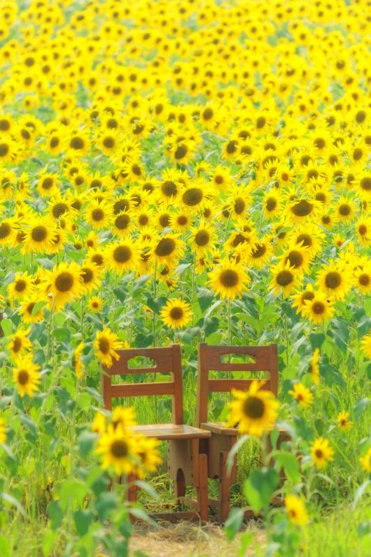 無料スマホ壁紙 ひまわりに囲まれたベンチ。AndroidとiPhoneに対応した4K高画質の無料待ち受け画像。三重県玉城町のアスピア玉城で撮影したフリー写真素材