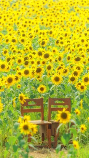 無料スマホ壁紙 ひまわりに囲まれたベンチ。AndroidとiPhoneに対応した4K高画質の無料待ち受け画像。三重県玉城町のアスピア玉城で撮影したフリー写真素材