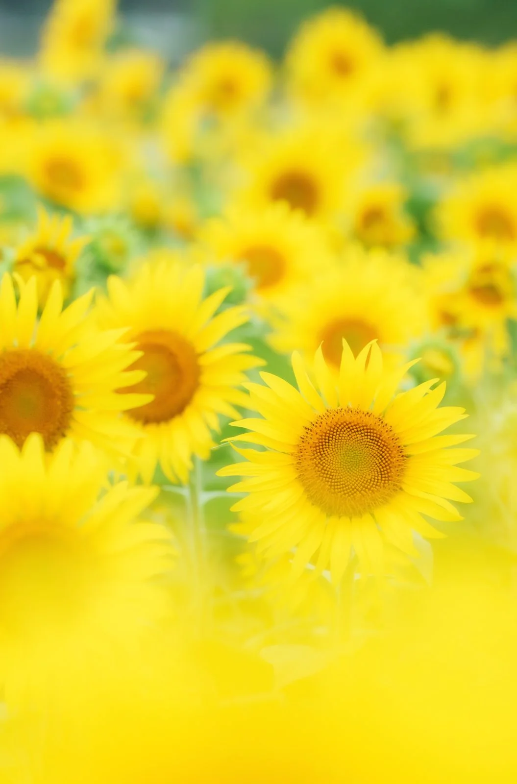無料スマホ壁紙 ひまわり集合。AndroidとiPhoneに対応した4K高画質の無料待ち受け画像。三重県玉城町のアスピア玉城で撮影したフリー写真素材