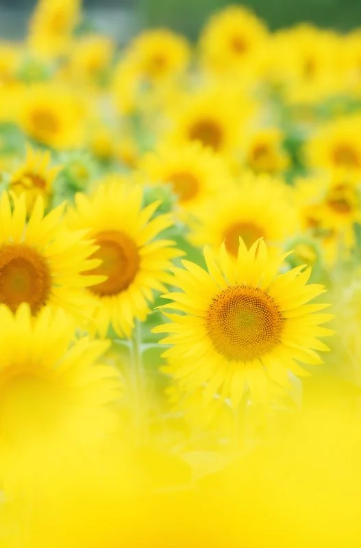 無料スマホ壁紙 ひまわり集合。AndroidとiPhoneに対応した4K高画質の無料待ち受け画像。三重県玉城町のアスピア玉城で撮影したフリー写真素材