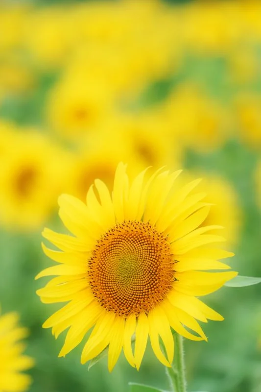 無料スマホ壁紙 黄金の開運ひまわり。AndroidとiPhoneに対応した4K高画質の無料待ち受け画像。三重県玉城町のアスピア玉城で撮影したフリー写真素材