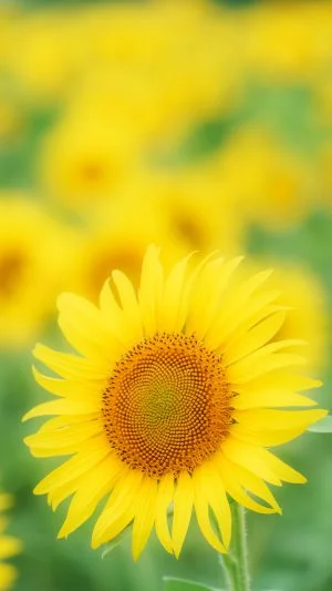 無料スマホ壁紙 黄金の開運ひまわり。AndroidとiPhoneに対応した4K高画質の無料待ち受け画像。三重県玉城町のアスピア玉城で撮影したフリー写真素材
